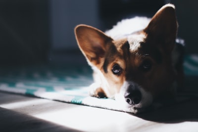 地毯上棕色和白色的成年柯基犬